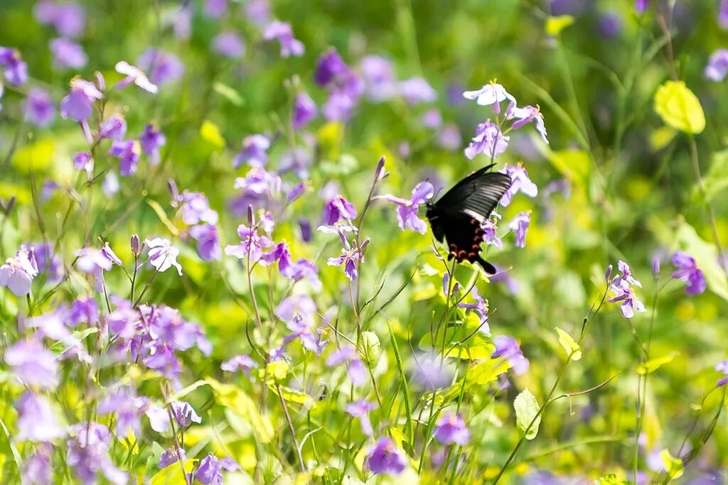 DSC_2288蝴蝶二月兰_副本_副本_副本_副本.jpg