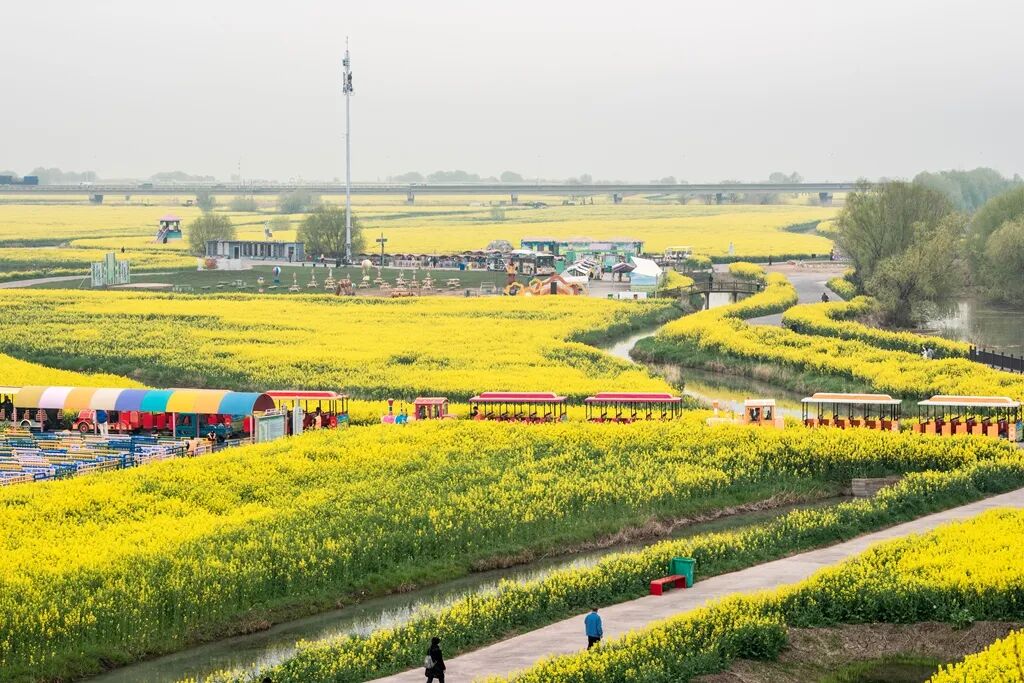 高邮湖上花海 (1).jpg
