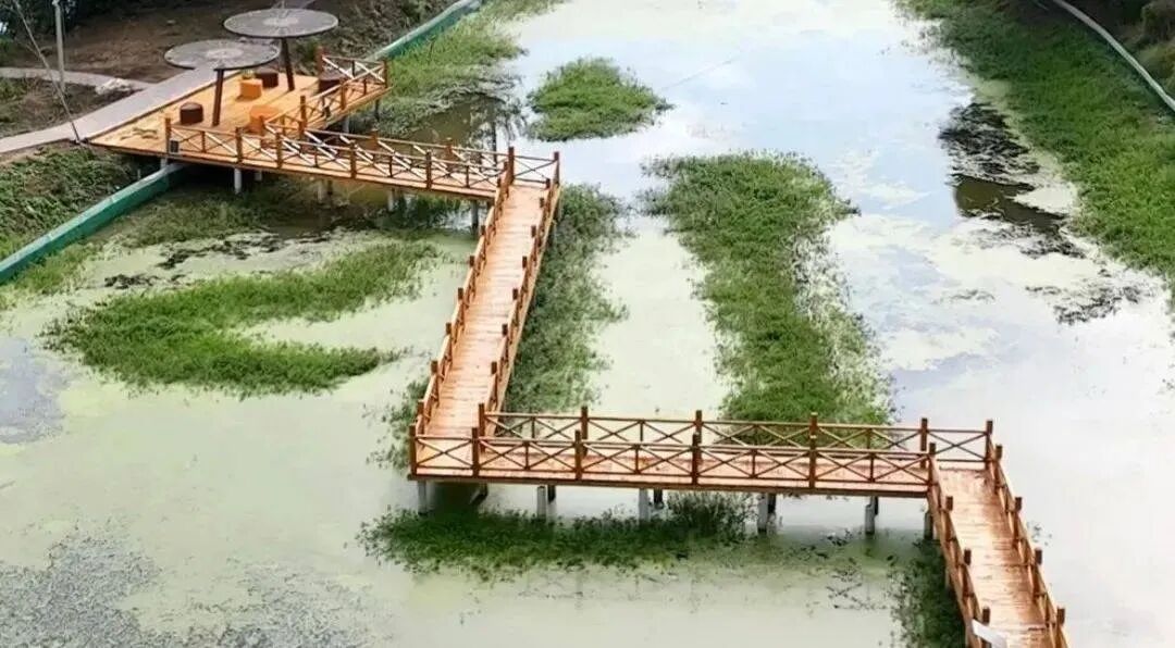 金湖渔业村 (3).jpg