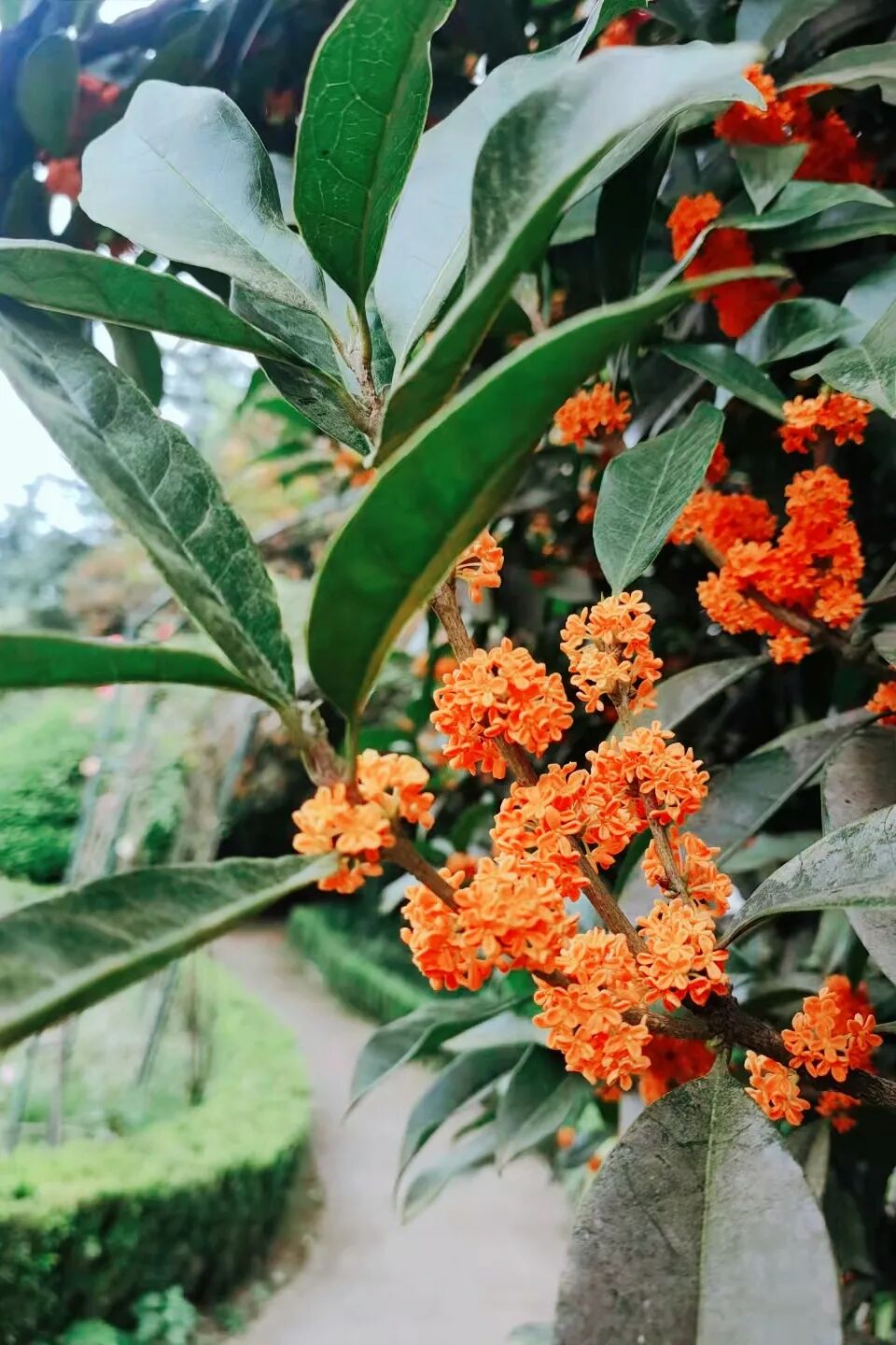 “嗯～pong香！”🤩重庆桂花：我想开了！