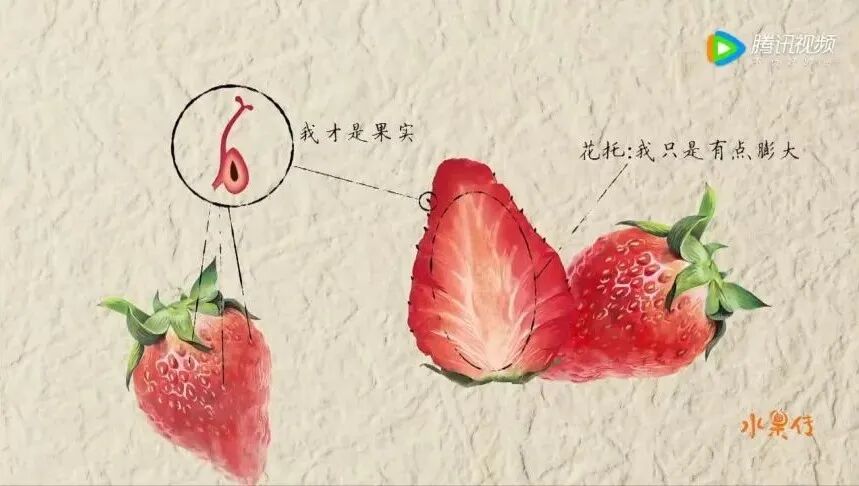 结果的草莓_草莓一年结几次果_草莓结小果