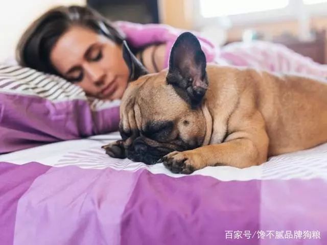 为何狗狗喜欢和主人睡在一块呢？