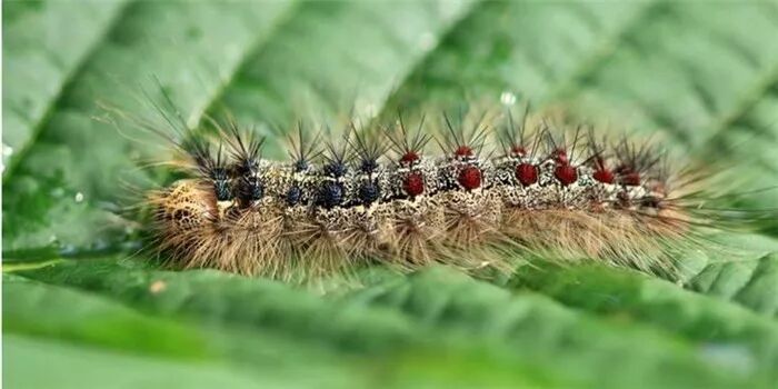 毒毛虫密密麻麻袭击村庄 德国杀虫大战场面恐惧 美國海外電視網usocctn Com