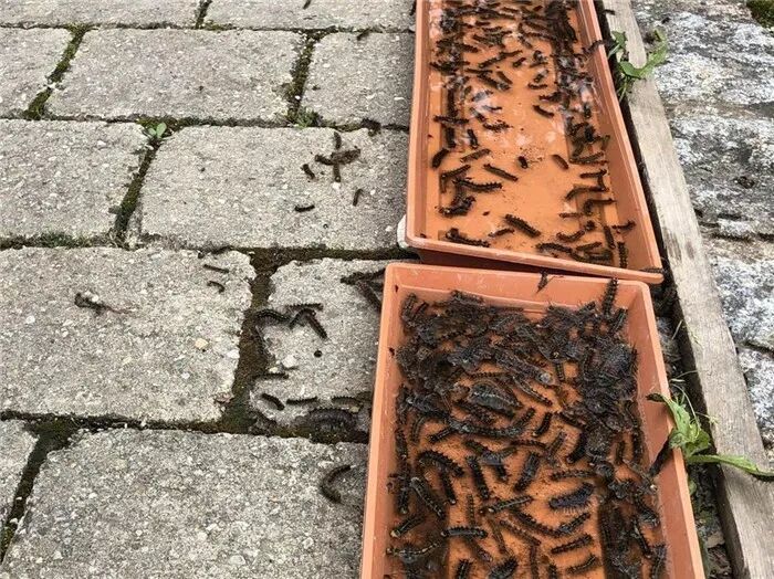 毒毛虫密密麻麻袭击村庄 德国杀虫大战场面恐惧 美國海外電視網usocctn Com