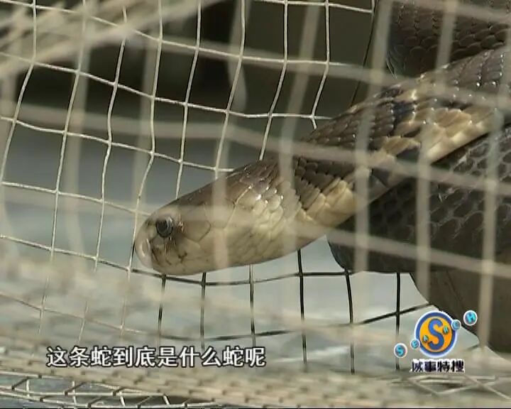 孩子【注意】近期高发！广州一小区惊现它，惠州一女孩被它咬伤…该如何防？