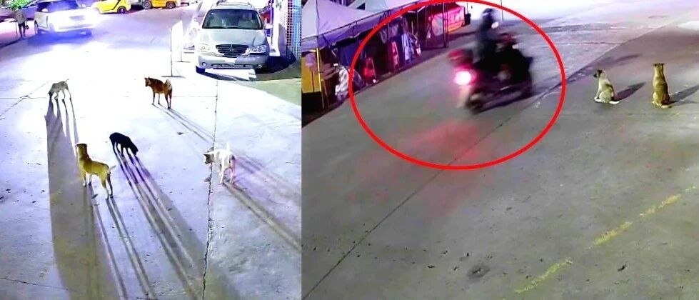 触目惊心！男子深夜沿街猖狂投毒，几秒可致抽搐死亡！家里有“它”要警惕