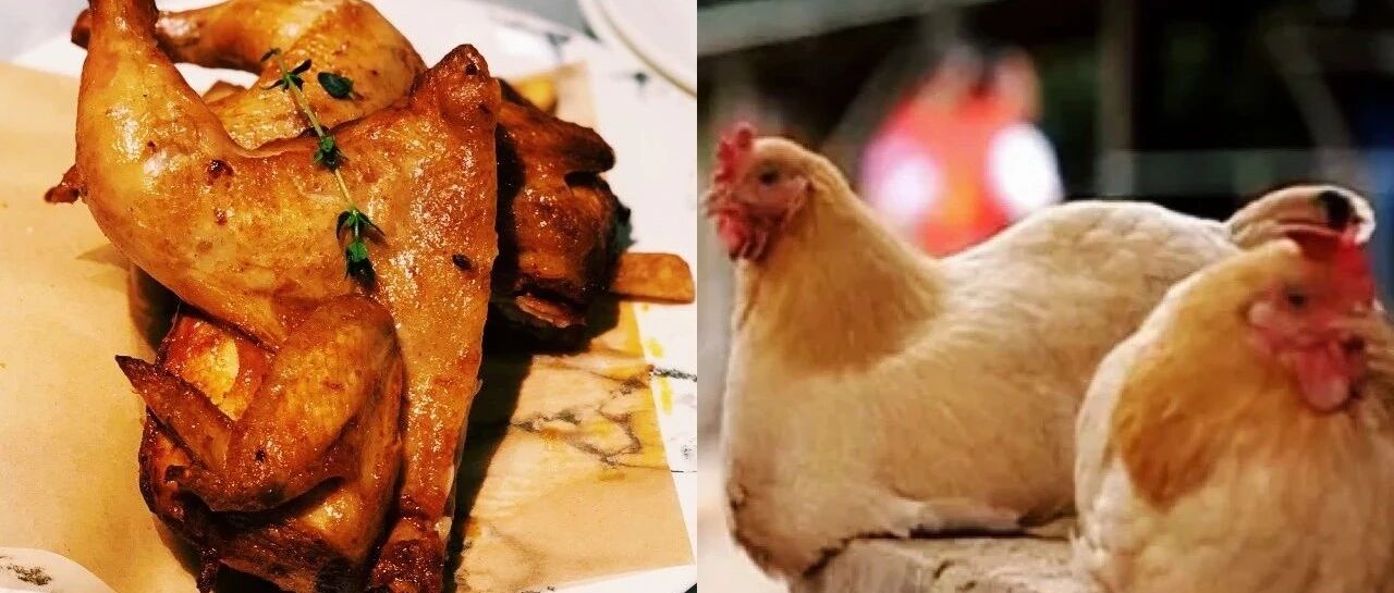 “吃鸡”要注意！广东报告1例禽流感！专家发出重要提醒