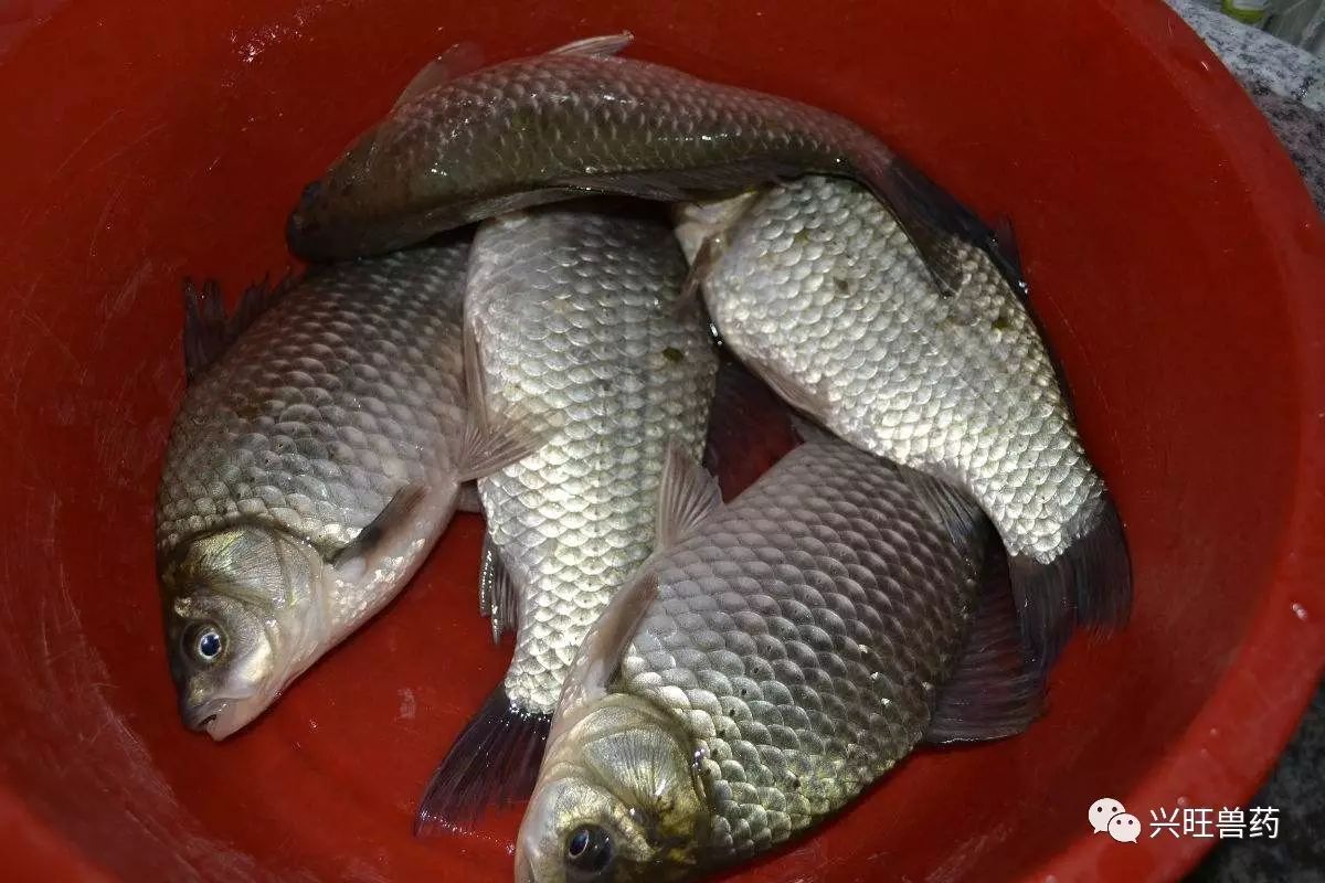 【水產養殖】鯽魚價格堅挺,養殖戶如何快速養好一塘鯽魚?