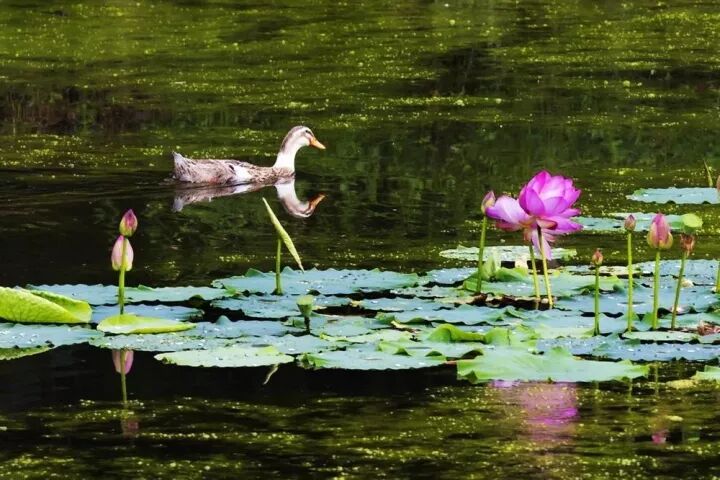 南岸区莲花堂_莲花八号区二手房_澳门风顺堂区是富人区