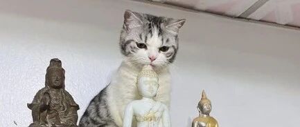 你家猫做过最迷惑的行为是什么？舔佛头算吗？