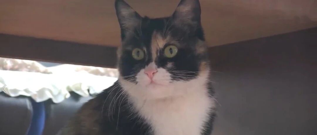 厚脸皮赖家里的流浪猫肚子越来越大，被拉去孕检后医生一句话让现场陷入尴尬..