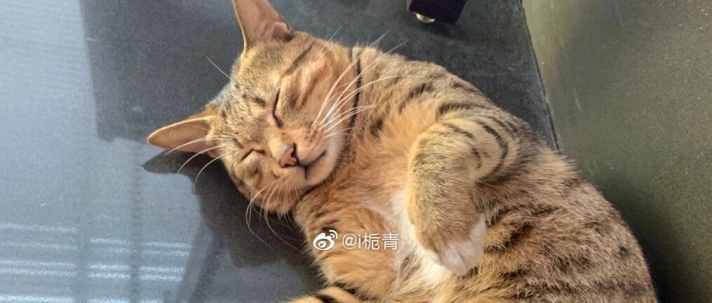 流浪猫用一年时间碰瓷五星级酒店，成功拿到了自己的专属床位...