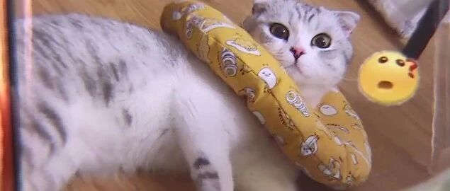 “高高兴兴带猫出门洗澡，再见猫时猫却死掉了”
