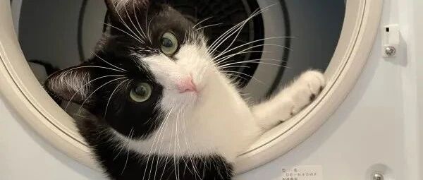 猫咪老司机开车啦：嘿宝贝，你要上车吗？