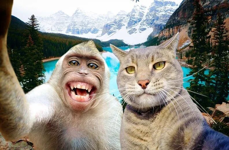 全球最火网红自拍猫,过着幸福搞怪又有趣的喵生,也太治愈了吧!-友友