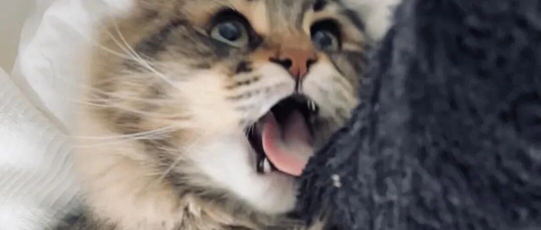 妈宝喵和爸宝喵大合集，网友一眼识破：都是演的！！！