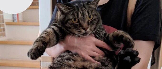 好痛！14斤猫咪高空跳伞，无辜铲屎官肋骨当场断裂！