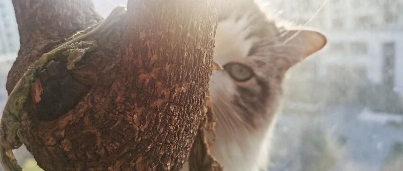 新年好，虎年喵喵喵喵喵喵喵喵喵