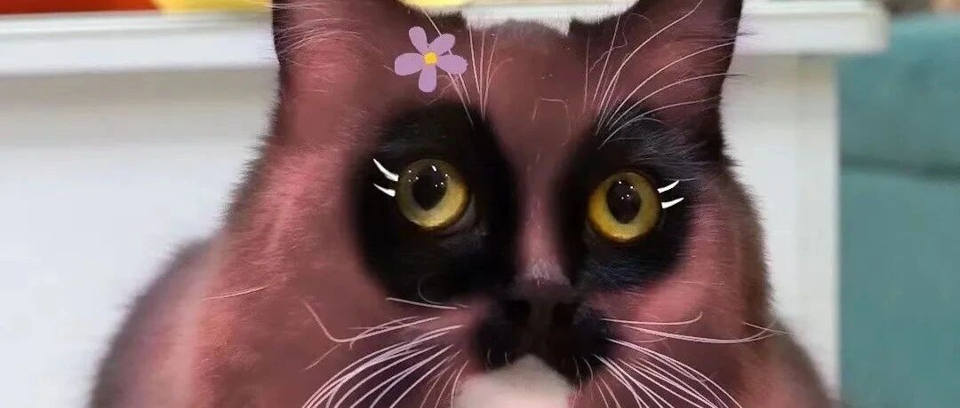 把黑猫警长P成玲娜贝儿？网友：P得很好，下次不许再P了！