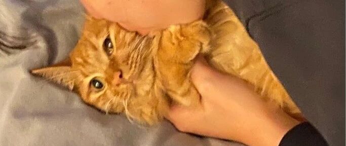 我吸了猫咪的肚子，这算性骚扰吗？