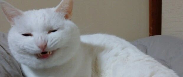 千万不要随便拍猫打哈欠，否则会被丑哭...