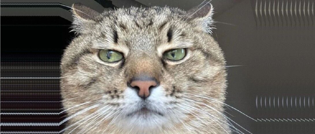 请问你家是不是养了藏狐？猫：睁大眼睛看清楚，我是猫！