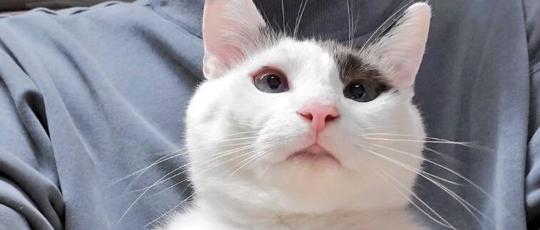 “对不起，我家猫是个爱偷别人内裤的小偷”