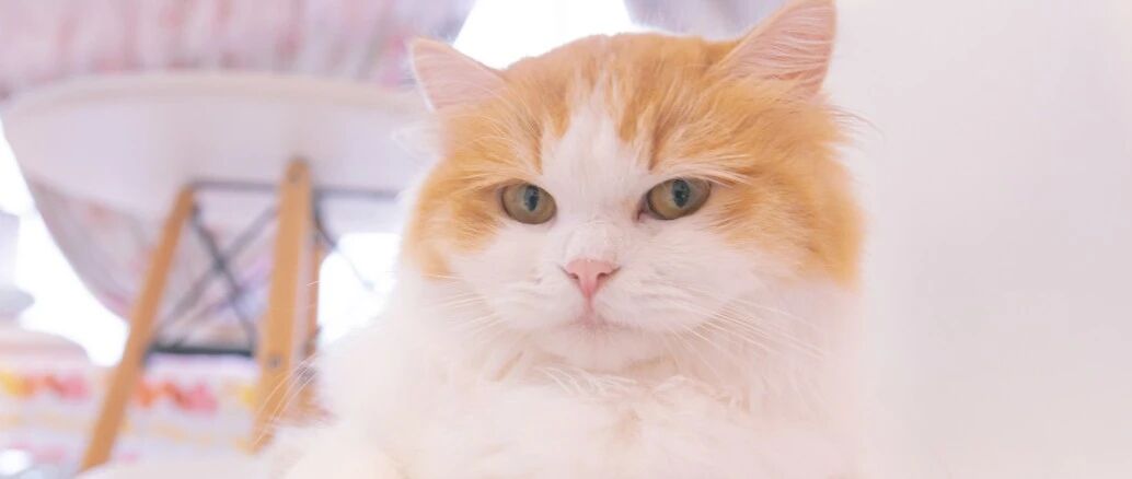 如果世界上没有一款猫粮值得你信任，你会不会像他那样......