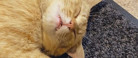 千万不要让猫睡得太沉，不然会吓屎人..