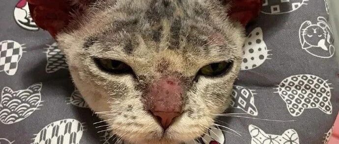 因为猫癣被遗弃的猫咪，面目全非，被我捡到养了5个月后……