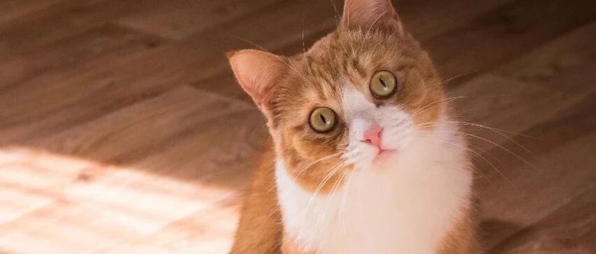 抱歉！我没脸当猫奴了！如此省钱的猫车，我才知道……