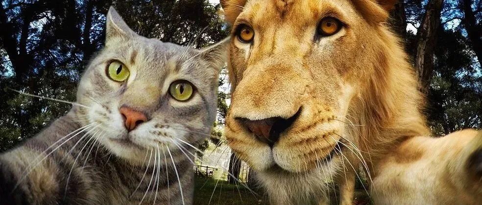 全球最火网红自拍猫，过着幸福搞怪又有趣的喵生，也太治愈了吧！