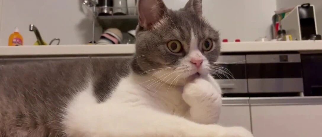 猫：你...你难道怀疑这事是我做的吗？