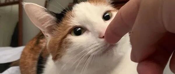 啊啊啊走完一万步，刚脱下还冒着热气的鞋被我家猫抢走了……