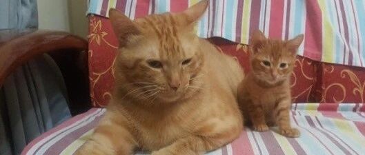 为了争夺小床，胖橘一脚踹下小猫，好可怜...