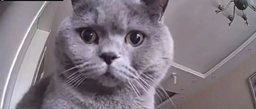 今日疑惑：你不在家时，猫咪都在干啥呢？