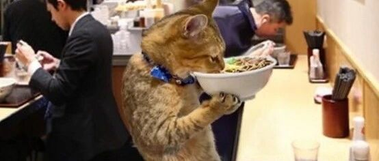 猫：今天干饭不狠，明天地位不稳！