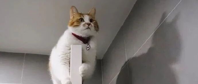 我怀疑，我家猫的真实身份是蝙蝠侠！