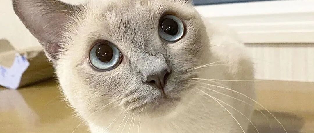 猫咪被揍之后，都在想什么？