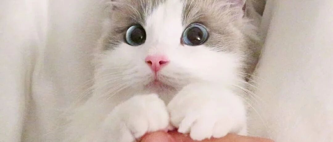 你家猫对你是真爱吗？“电”它两次就知道了...