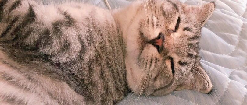 如果要以耳尖毛论聪明的话，那这种猫绝对第一名...