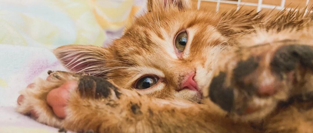 “听到雪中传来猫叫声，我连续挖雪3小时找猫猫”