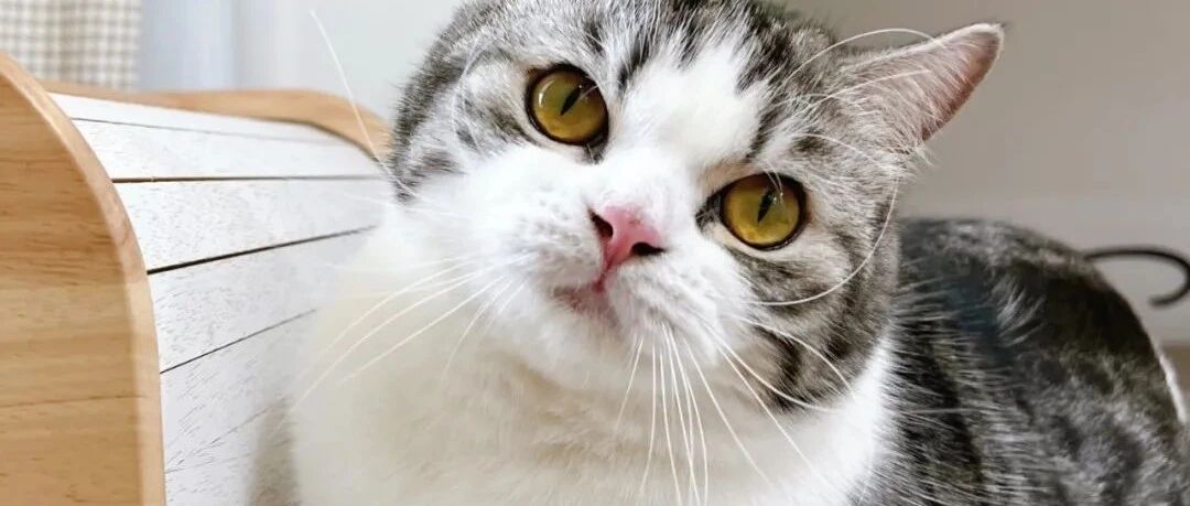 春天到了，猫咪扒下我男友裤子，它想干嘛？