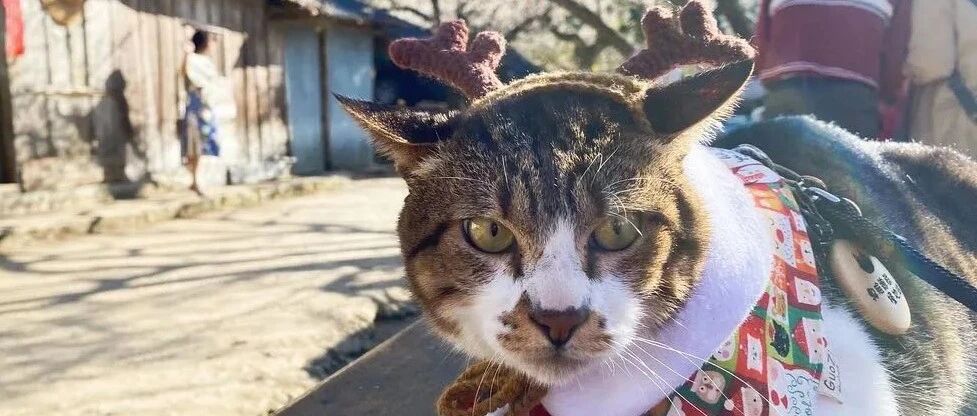 猫咪天生臭脸碰瓷小姐姐，半年后才发现……它竟然是带着任务来的！