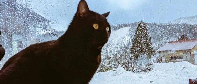 太羡慕了！长这么大看过的风景还没有这只小猫咪多...