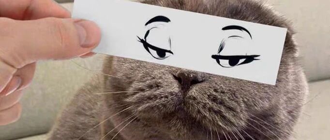 沙雕铲屎官的12个作屎行为，你做过几个？