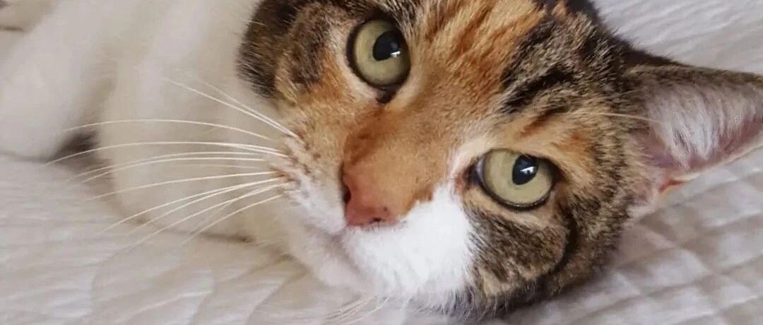 快来吸吸这只23岁的寿星猫，铲屎官：照顾长寿猫真的很简单！