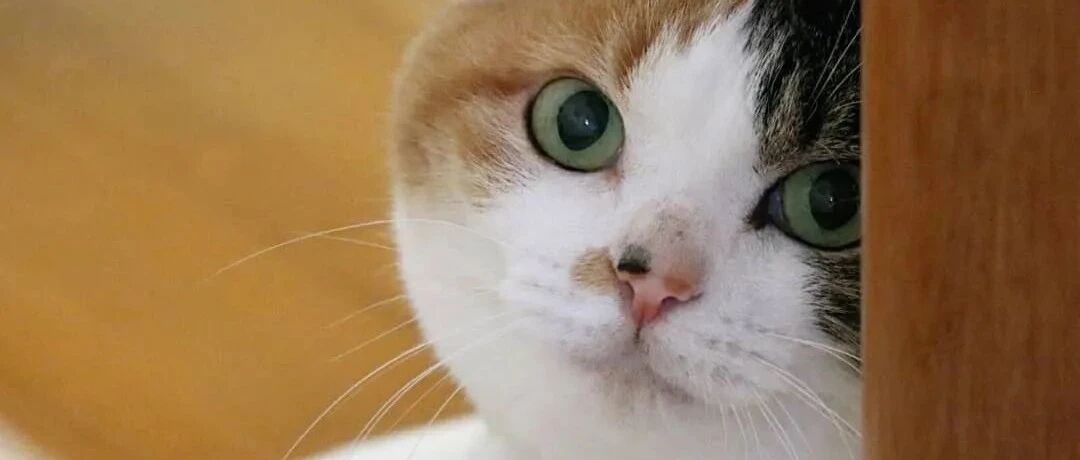 世界十大未解之谜之：你家猫到底爱不爱你？