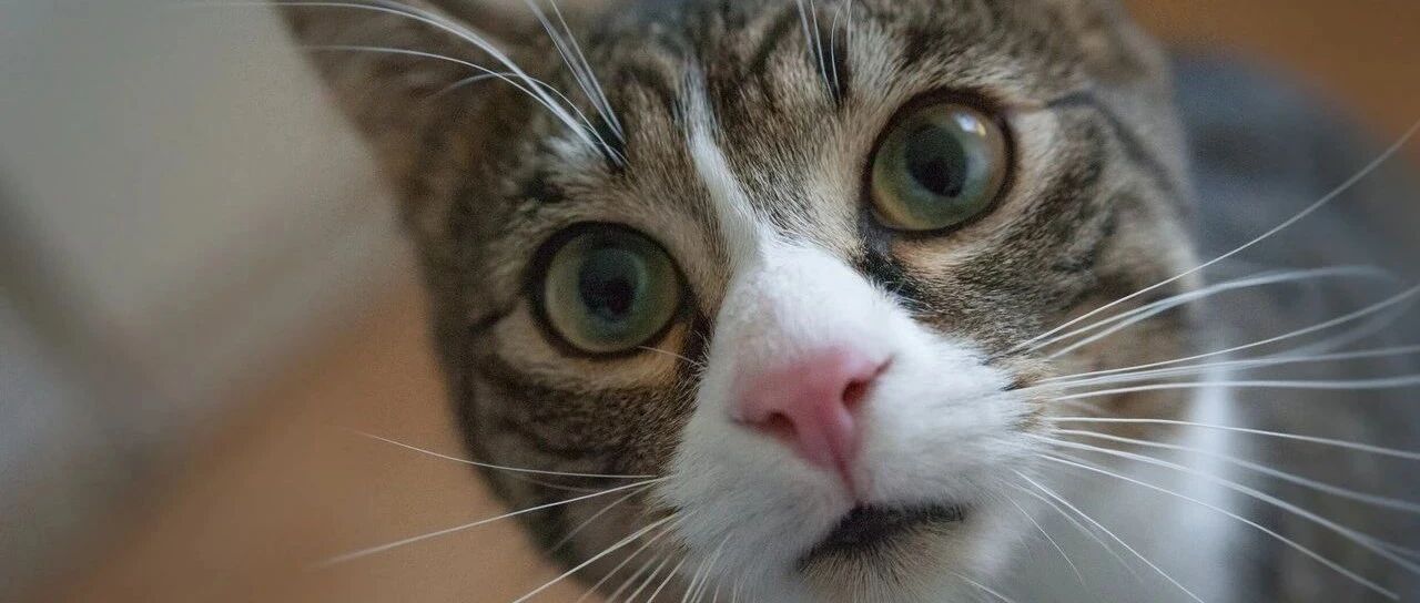 因为一只猫我被赶了出来，喵星人:关我啥事？