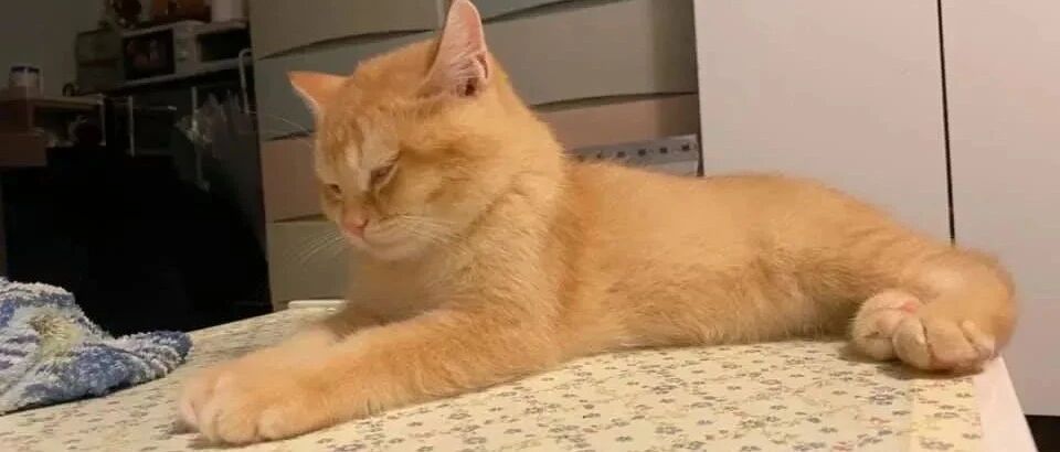 原以为橘猫是虚胖，直到它被剃了毛……